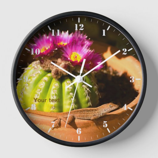 Lizard und Parodia Kakteen in Blüte Uhr (Vorderseite)