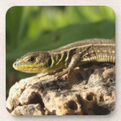 Lizard Untersetzer (Vorderseite)