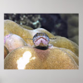 Lizardfish Closeup Poster (Vorne)