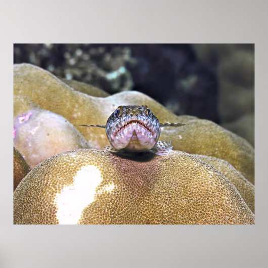 Lizardfish Closeup Poster (Vorne)