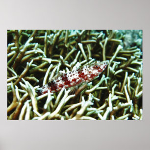 Lizardfish on the Stag Coral Poster