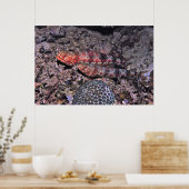Lizardfish Pair II Poster (Küche)