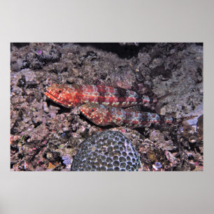 Lizardfish Pair II Poster
