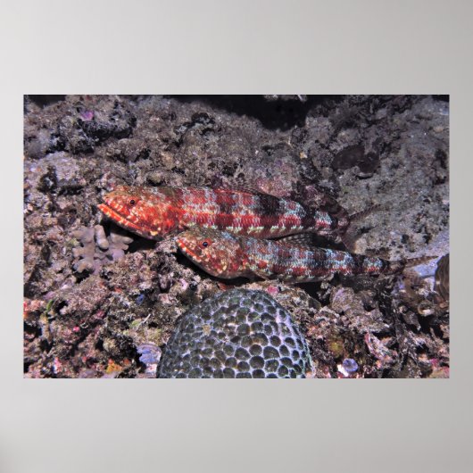 Lizardfish Pair II Poster (Vorne)