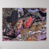 Lizardfish Pair Poster (Vorne)