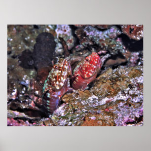 Lizardfish Pair Poster