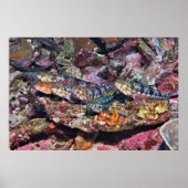 Lizardfish Party Poster (Vorne)