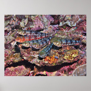 Lizardfish Partys II Poster