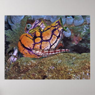 Lizardfish und Tunicate Poster