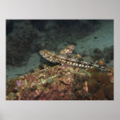 Lizardfish X Poster (Vorne)