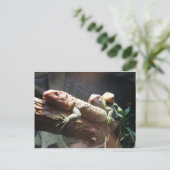 Lizards Lounging Postcard Postkarte (Stehend Vorderseite)