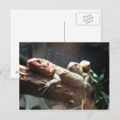 Lizards Lounging Postcard Postkarte (Vorne/Hinten)