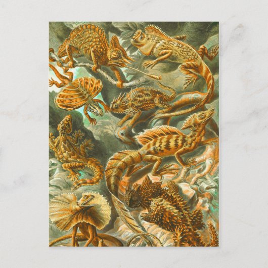 Lizards Postkarte (Vorderseite)