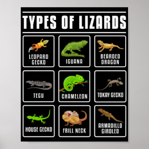 Lizards Reptilien Poster