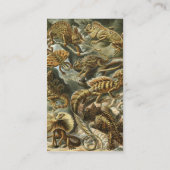 Lizards von Ernst Haeckel Vintag Lacertilia Animal Visitenkarte (Rückseite)