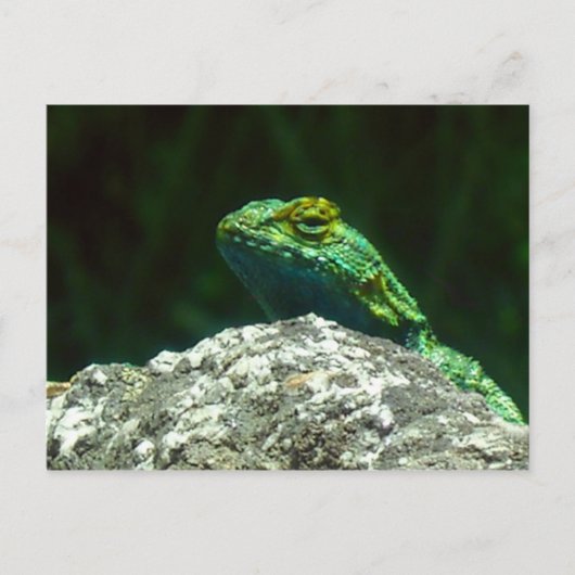 Lizz Postkarte (Vorderseite)