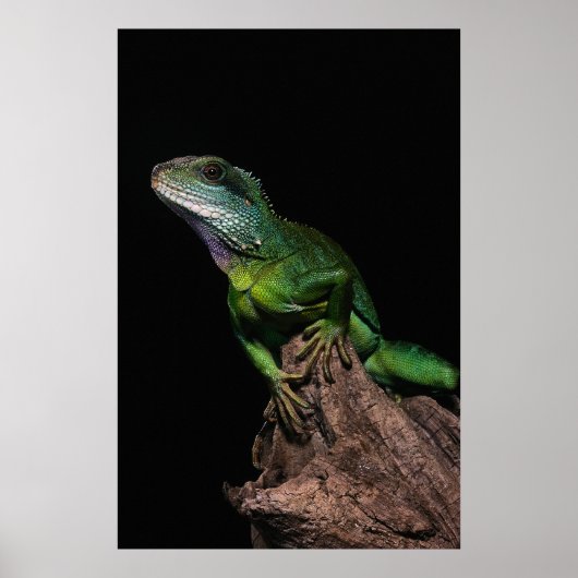 Lizzard Poster (Vorne)