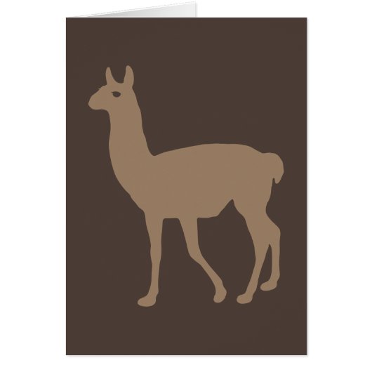 Llama (Vorne)