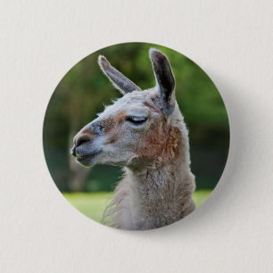 Llama Abzeichen Button