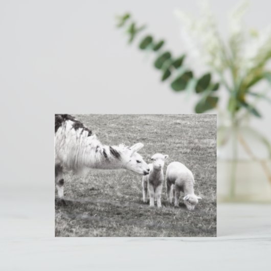 Llama and Lambs Postkarte (Stehend Vorderseite)