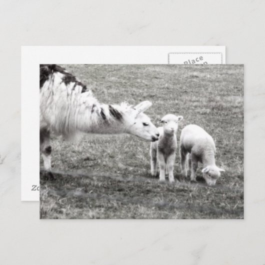 Llama and Lambs Postkarte (Vorne/Hinten)