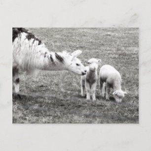 Llama and Lambs Postkarte
