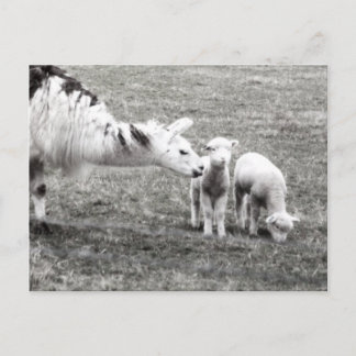 Llama and Lambs Postkarte