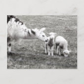 Llama and Lambs Postkarte (Vorderseite)