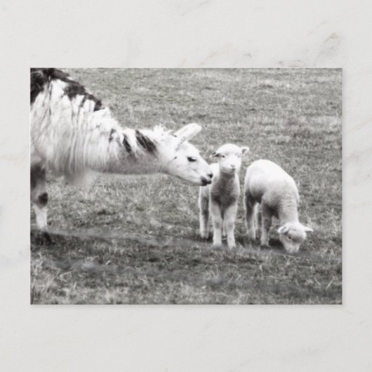 Llama and Lambs Postkarte (Vorderseite)