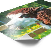 Llama Animal Foto (Ecke)