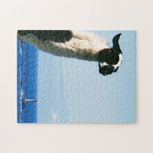 Llama at Lands End, Cornwall Puzzle (Horizontal)