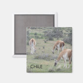 Llama Chile Magnet (Vorderseite/Rückseite)