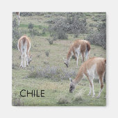 Llama Chile Magnet (Vorne)