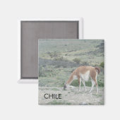 Llama Chile Magnet (Vorderseite/Rückseite)