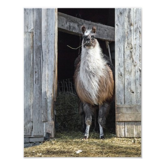 Llama, den Tag grüßen Fotodruck (Vorne)