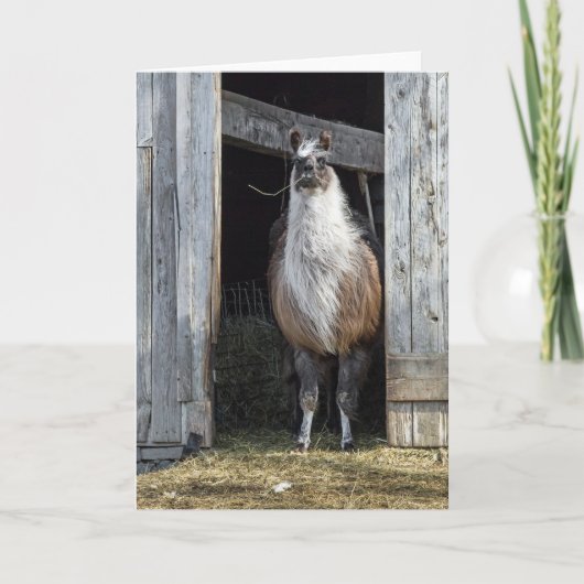 Llama, den Tag grüßen Karte (Vorderseite)
