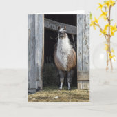 Llama, den Tag grüßen Karte (Gelbe Blume)