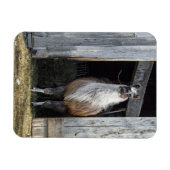 Llama, den Tag grüßen Magnet (Horizontal)