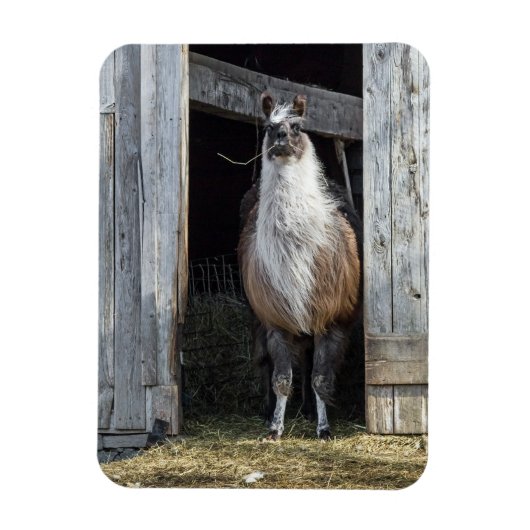 Llama, den Tag grüßen Magnet (Vertikal)