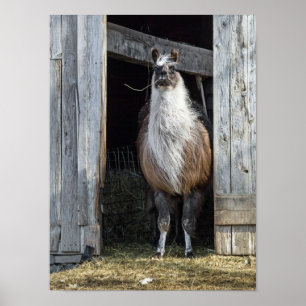 Llama, den Tag grüßen Poster