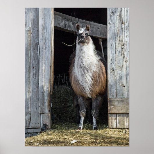 Llama, den Tag grüßen Poster (Vorne)