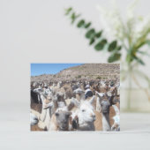 Llama Disco Postkarte (Stehend Vorderseite)