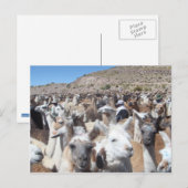 Llama Disco Postkarte (Vorne/Hinten)