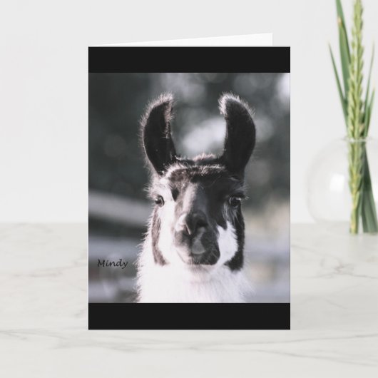 Llama Ears Karte (Vorderseite)