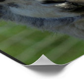 Llama Face Poster (Ecke)