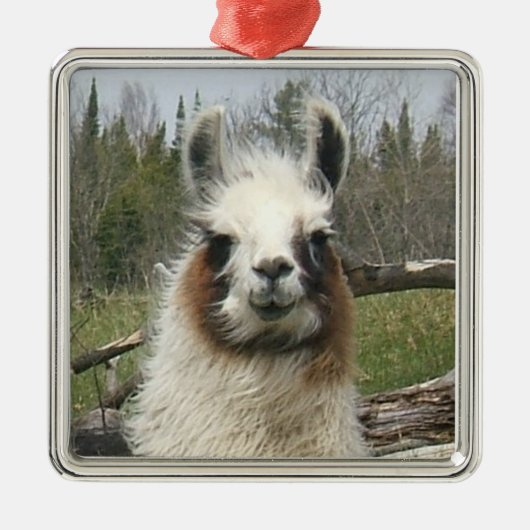 LLAMA FACE SILBERNES ORNAMENT (Vorne)