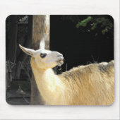Llama fütternd mousepad (Vorne)