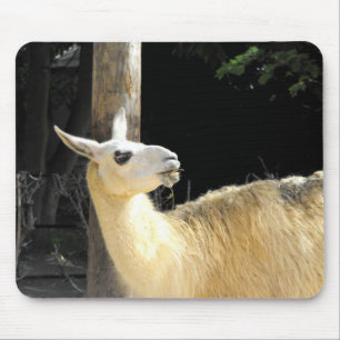 Llama fütternd mousepad