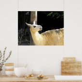 Llama fütternd poster (Küche)