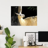Llama fütternd poster (Heimbüro)